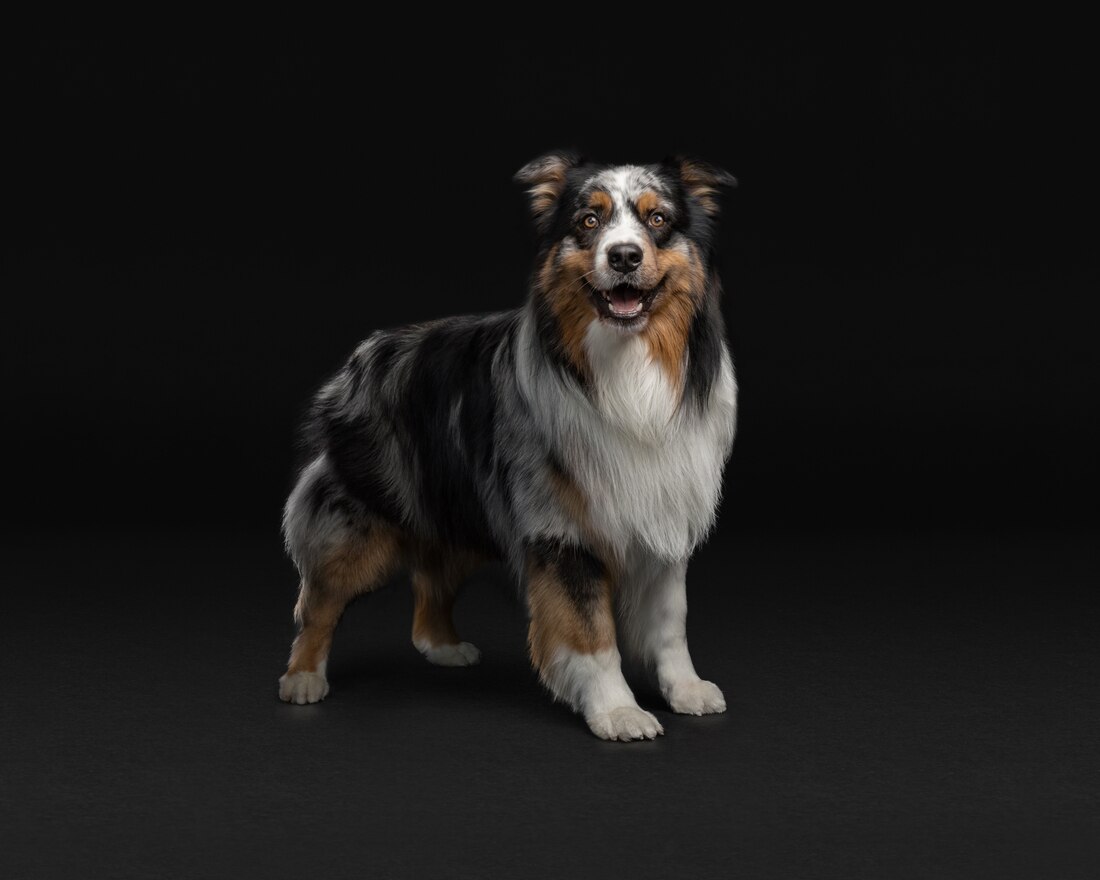 Dog Medium Aussie Adult
