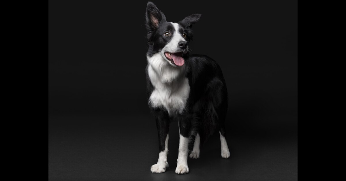 PP Dog 3a