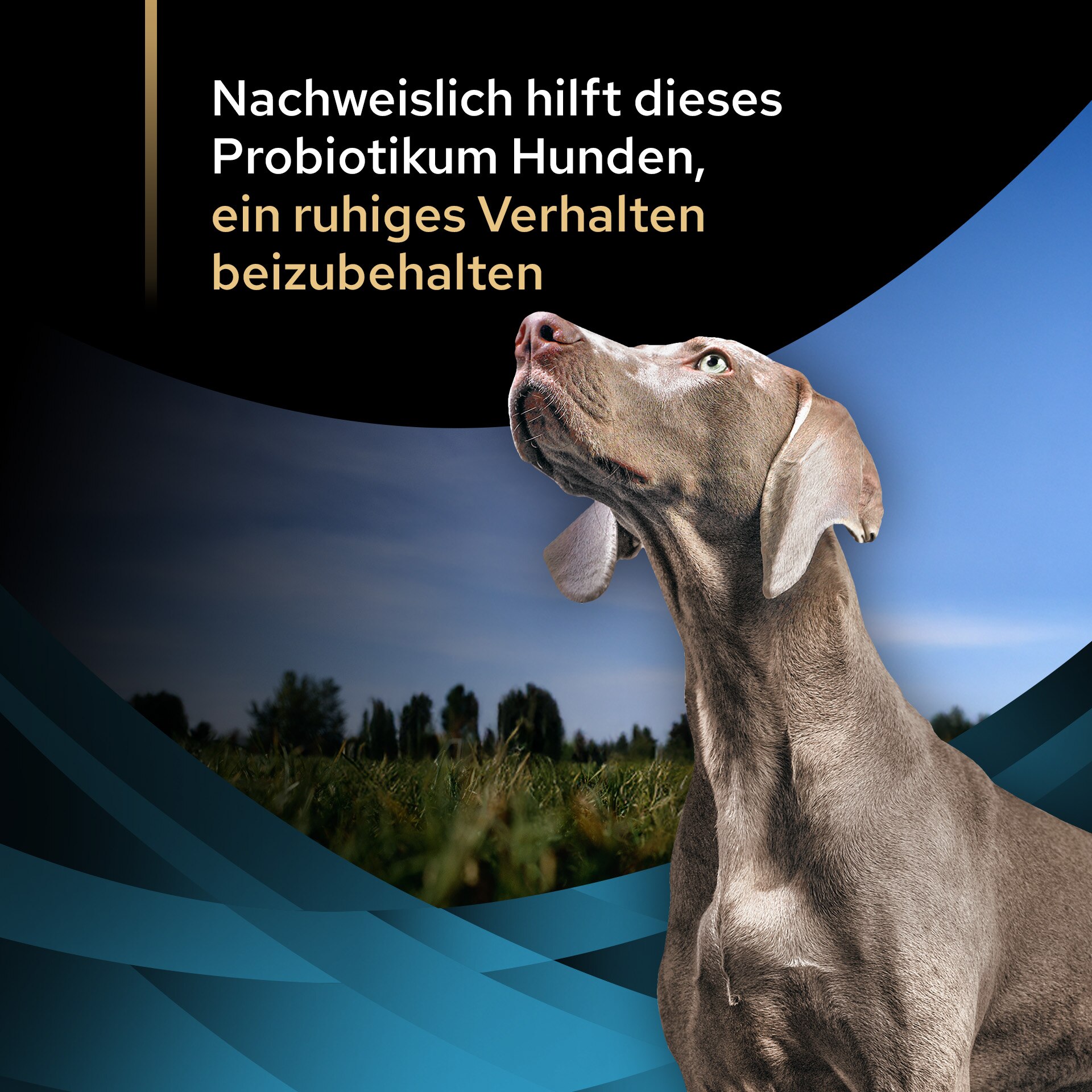 Hund, Grau, kurzes Fell, stehend, Feld