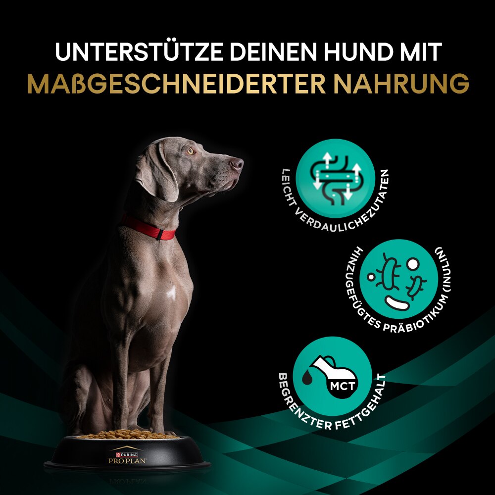 Hund, Hunde-Napf, Kopf hoch, Nahrungszusätze, Tierfutter-Image