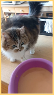 Katze während des Hairball-Care-Anwendungstests