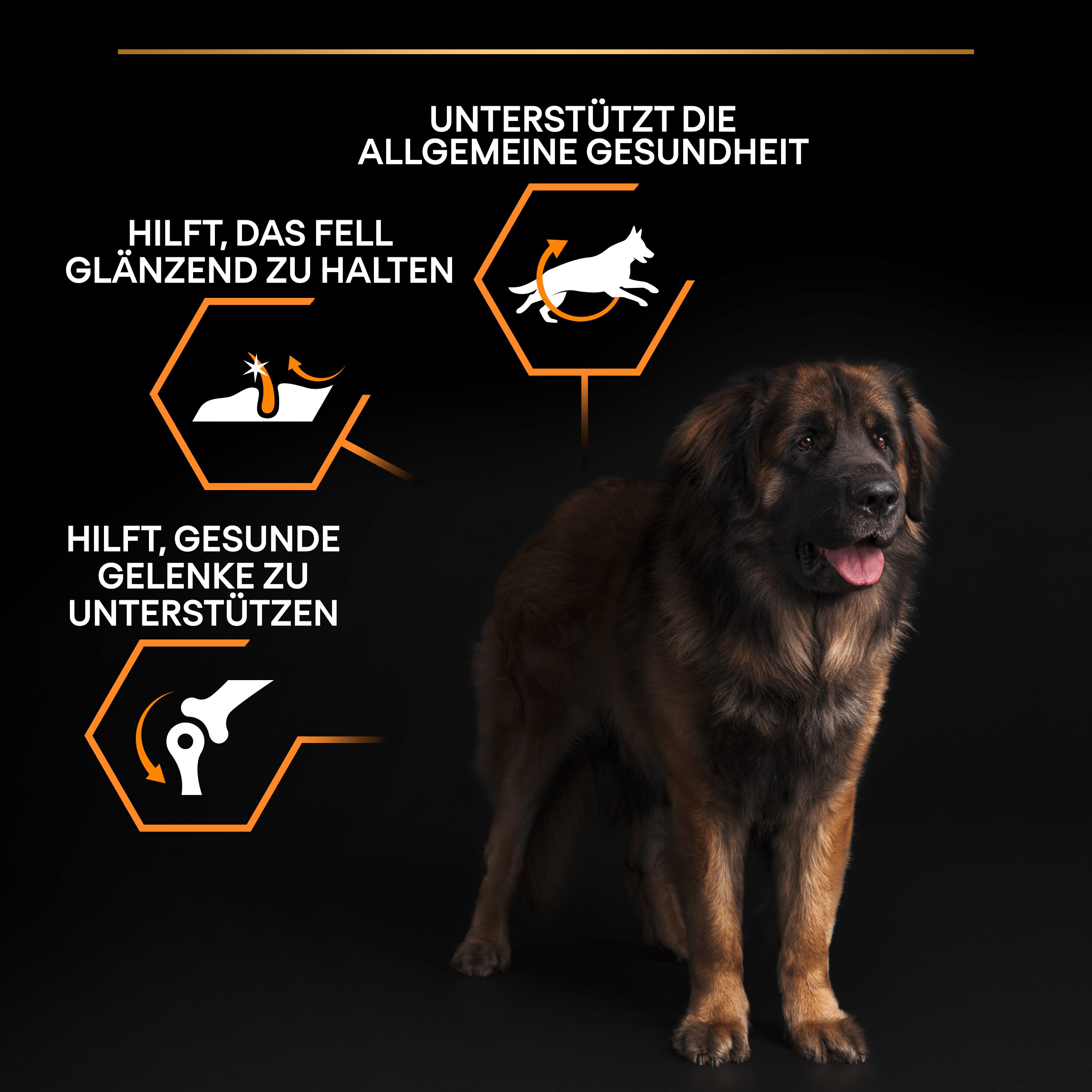 B00Y9SSX4Y.PT02 Large Robust Trockenfutter (Adult) Vorteile