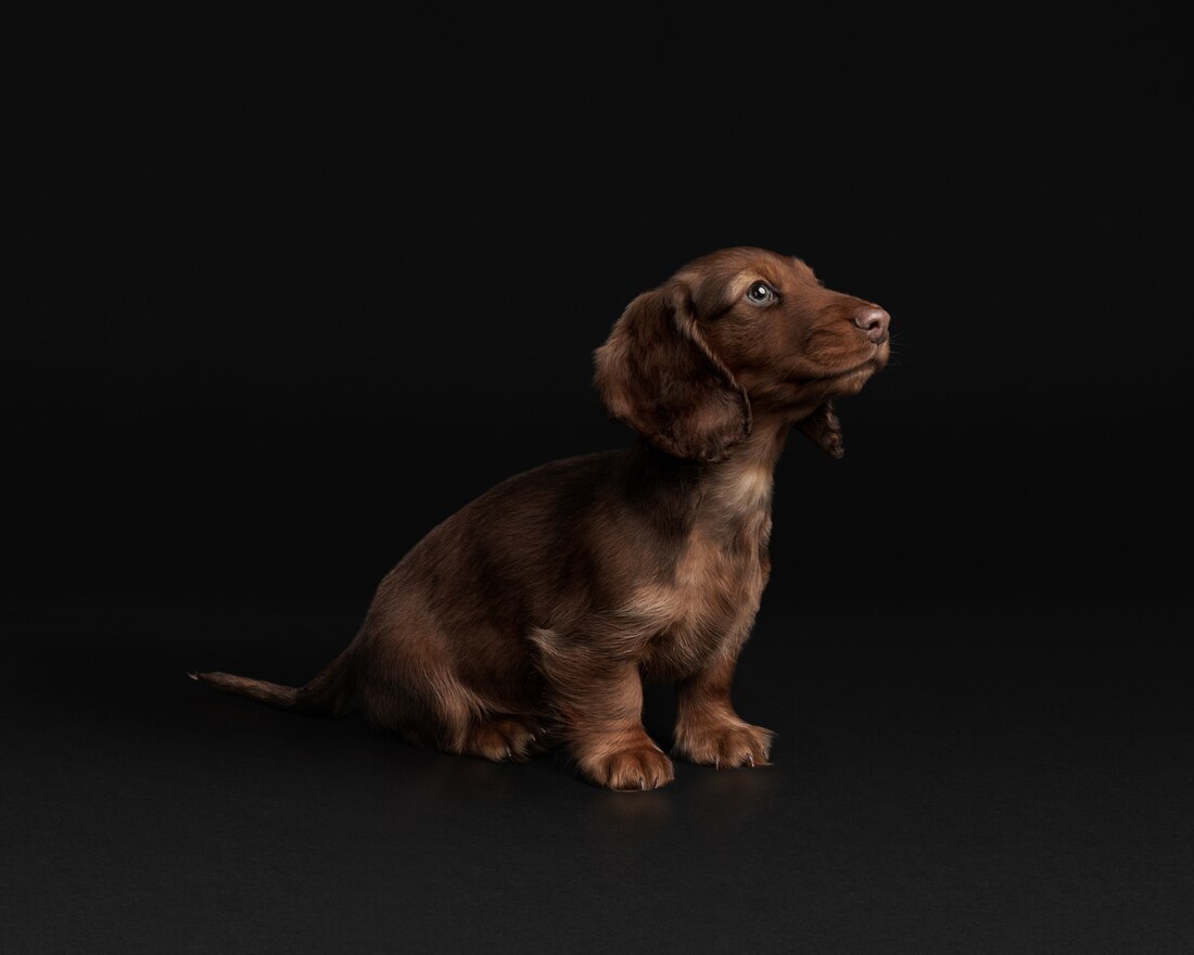 Dog Mini Dachshund Puppy