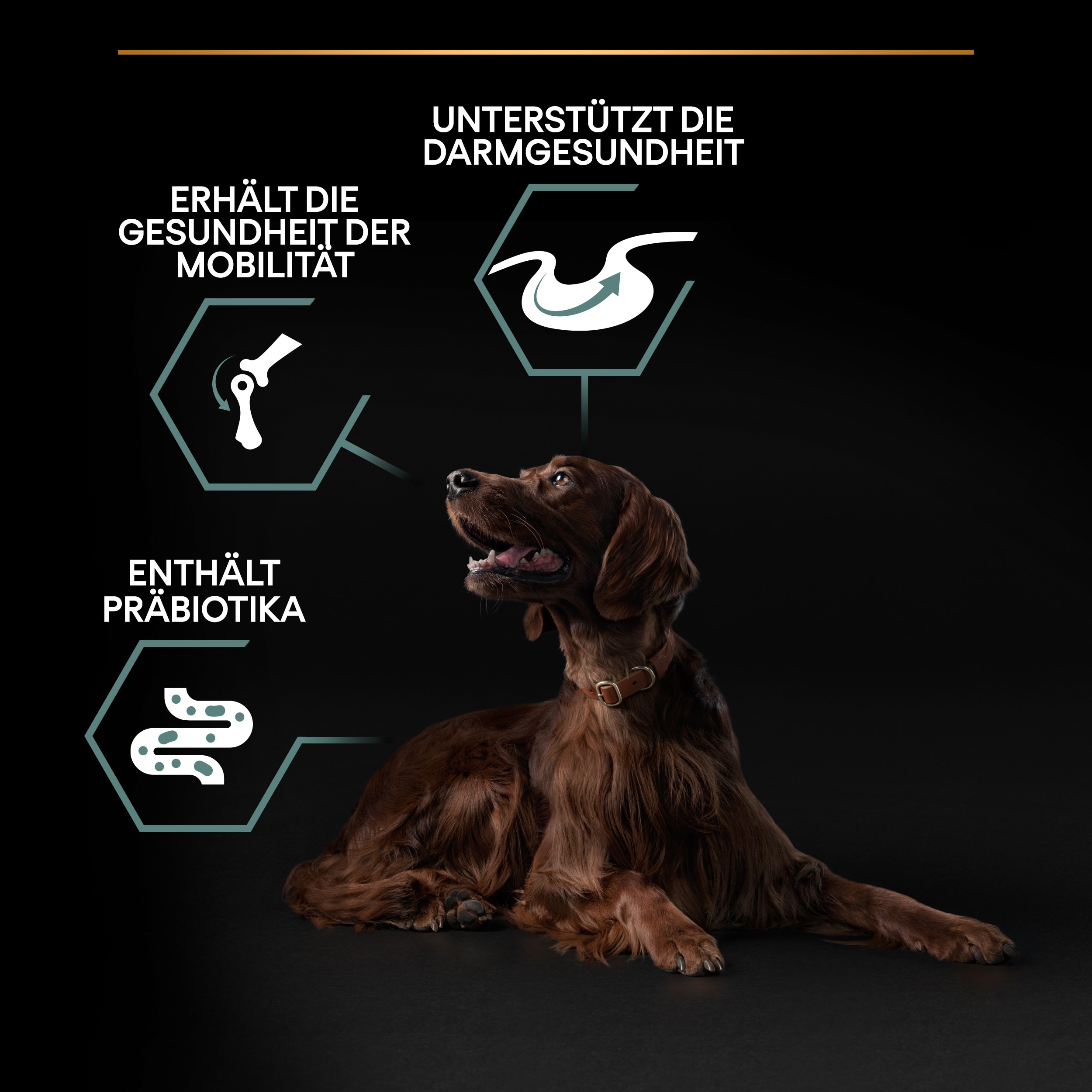PU_Sensitive digestion_M2_Adult Large Athletic Lamb_DE_20221201_01 Vorteile unseres Hundetrockenfutters Large Athletic Sensitive Digestion