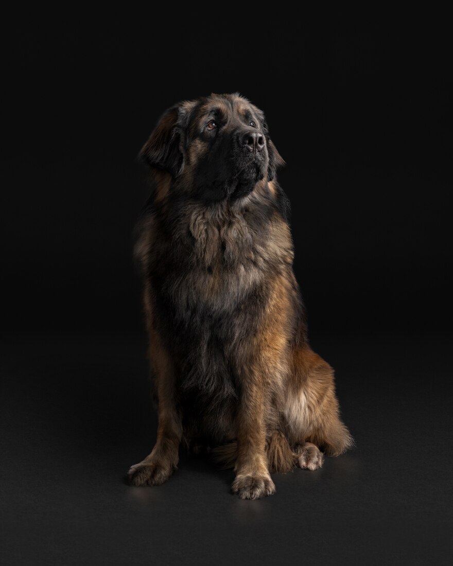Dog Very Big Leonberger Adult-Senior