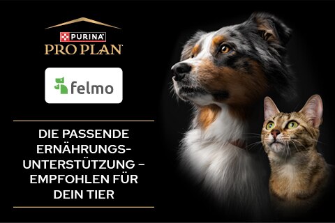 038_Banner_Webshop_PP_felmo_MB480x320_head