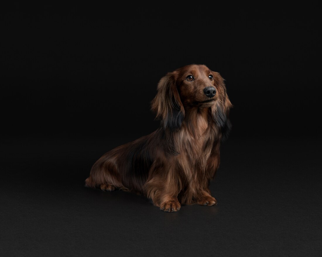 Dog Mini Dachshund Adult