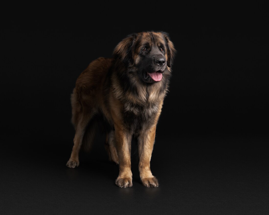 Dog Very Big Leonberger Adult