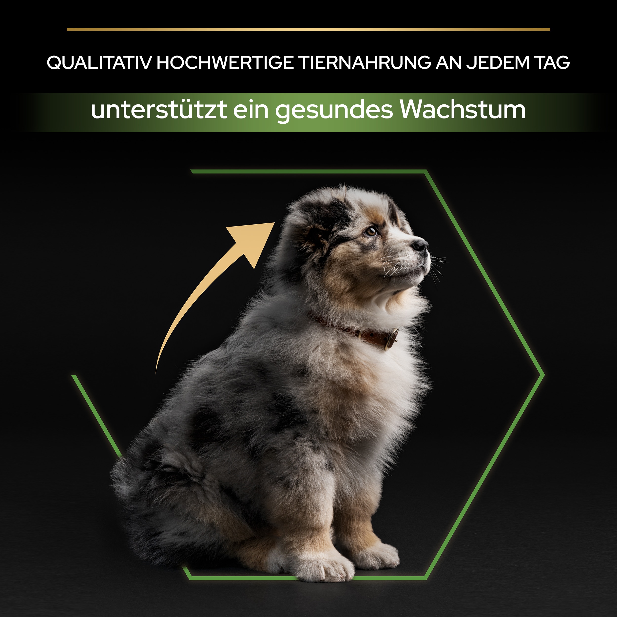 Medium Puppy Healthy Start, Trockenfutter für Welpen, mittelgroße Hunde, reich an Huhn Trockenfutter Medium Puppy unterstützt ein gesundes Wachstum
