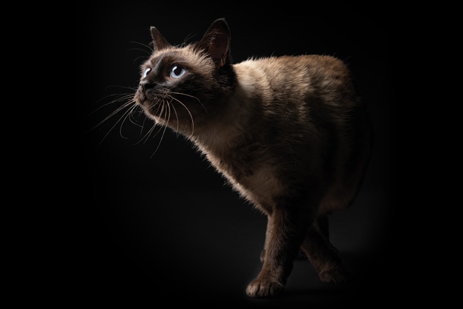 original-027_Teaser-Assets_PPVD_Ratgeber672x448_ENcat02-094421 Siamkatze schleicht aus dem Halbschatten