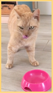 Katze neben ihrem Futternapf