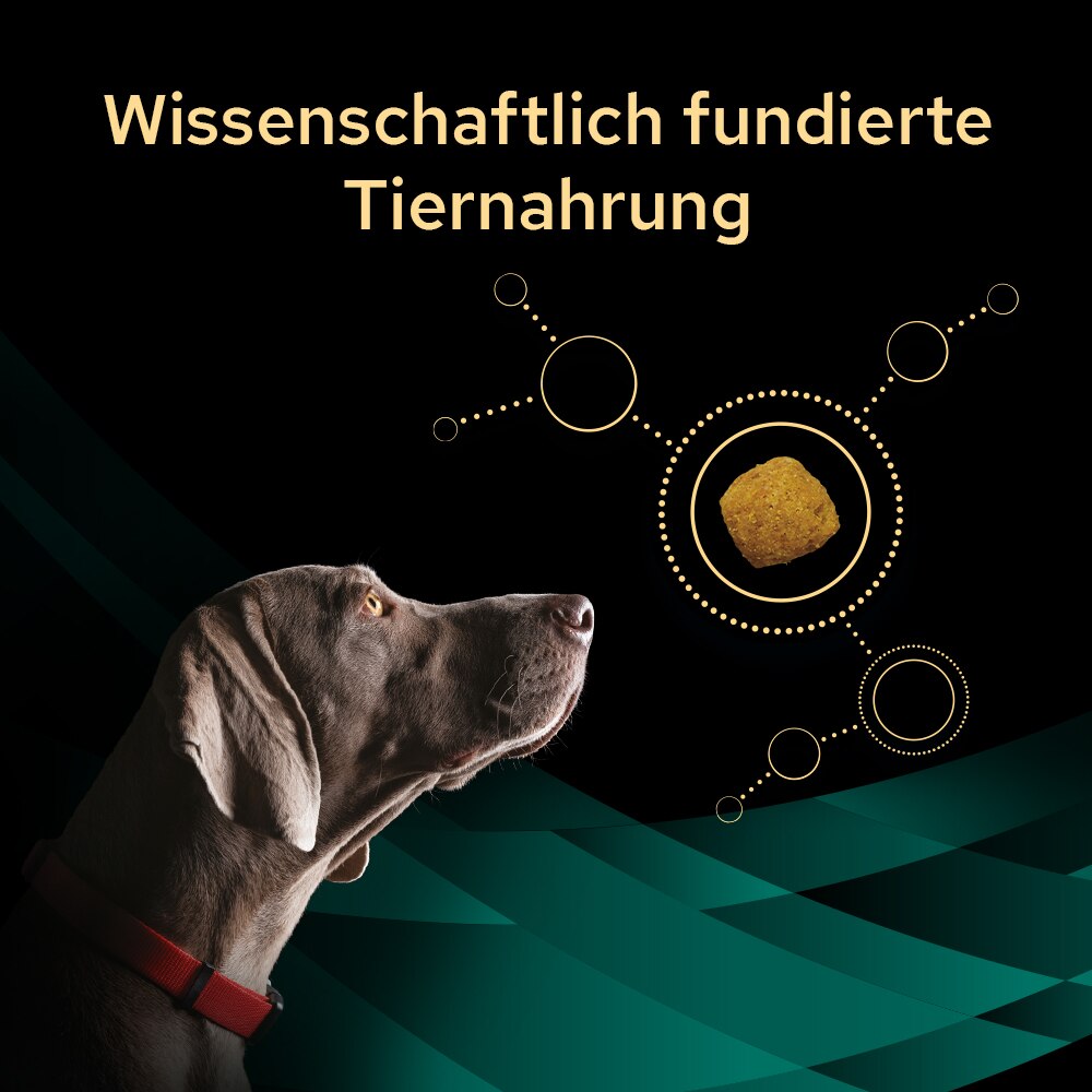 Tier, Hund, Säugetier, Haustier